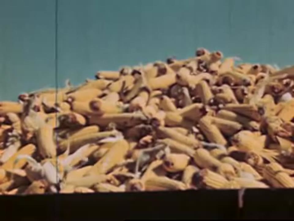 Miracle of Corn Growth, The