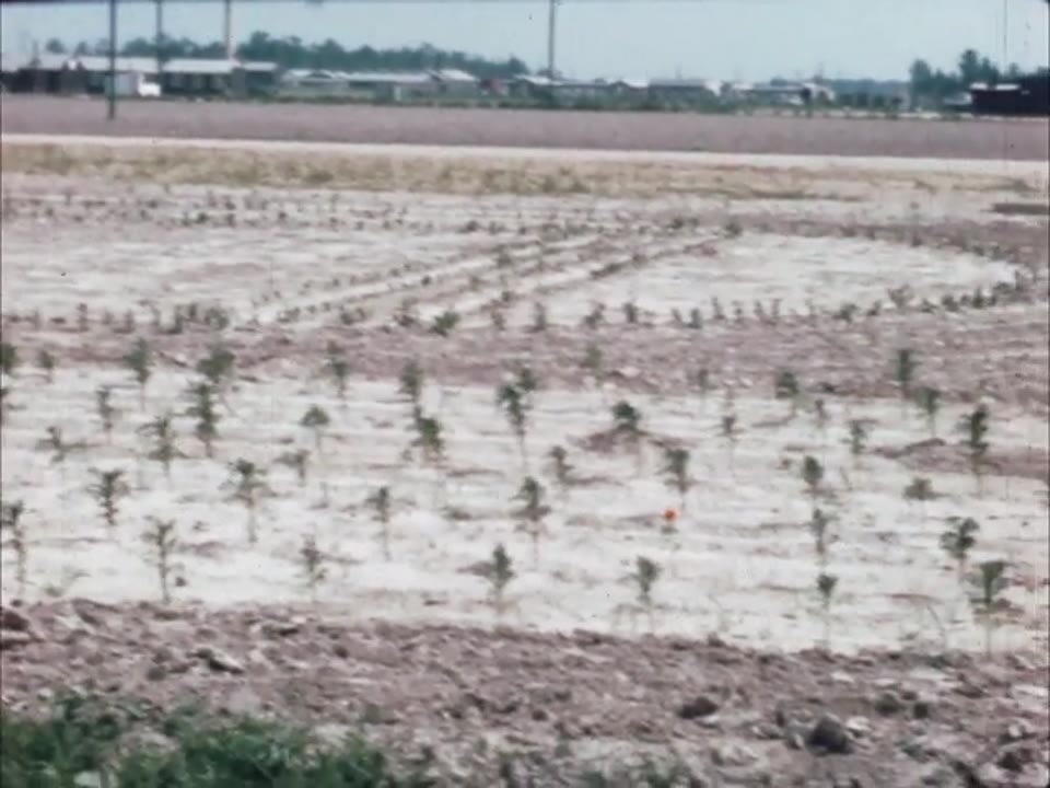 [Home Movie: 010114: Jerome, Arkansas Relocation Center, ca. 1944]
