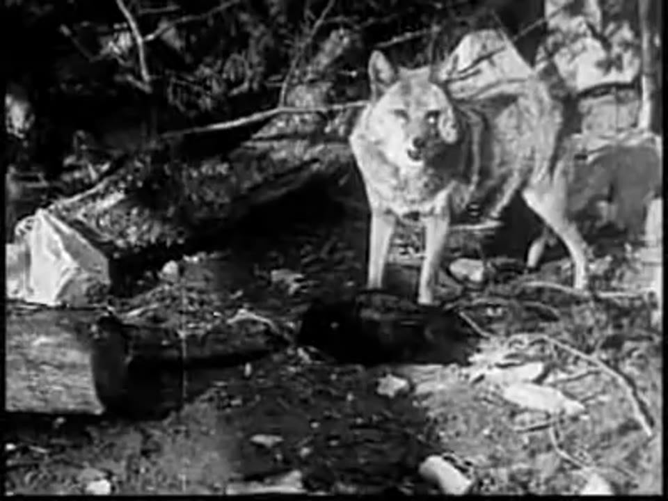 Cougar Hunt, The
