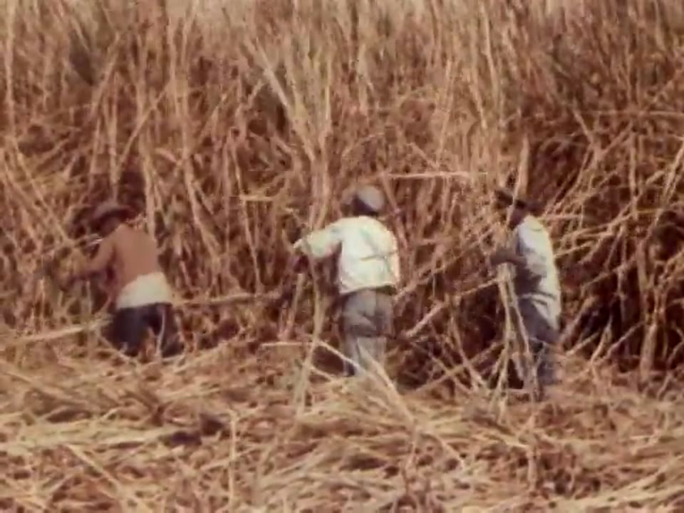American Harvest (Part II)