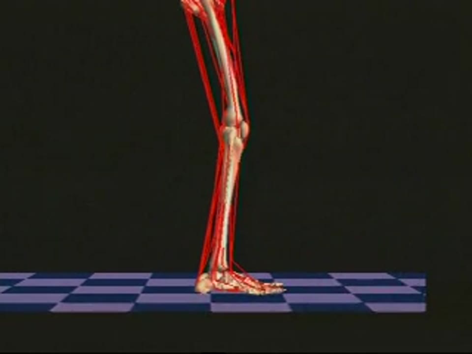 Musculoskeletal Modeling Dynamic Simulations: Jumping