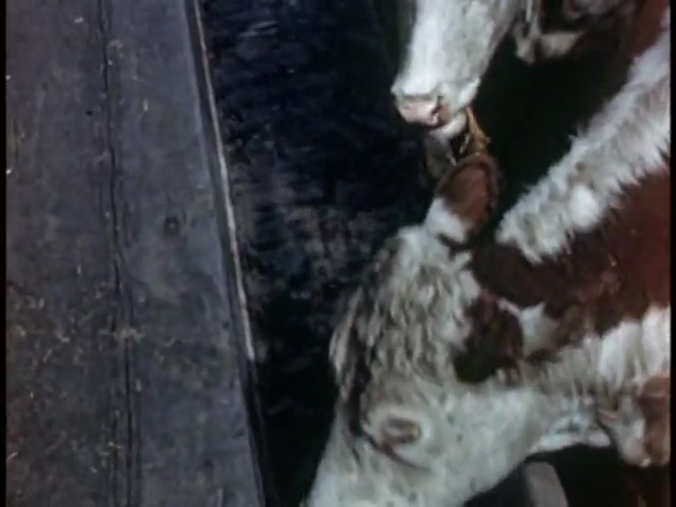 Animals in the Service of Man (Part II)