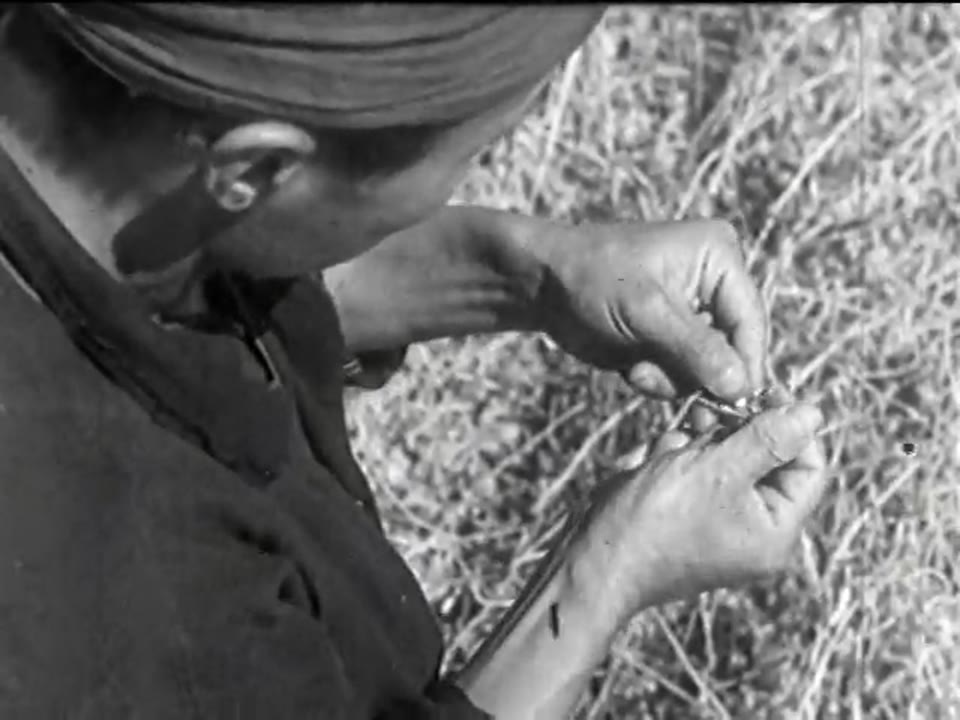 Science and Agriculture: The Soy Bean
