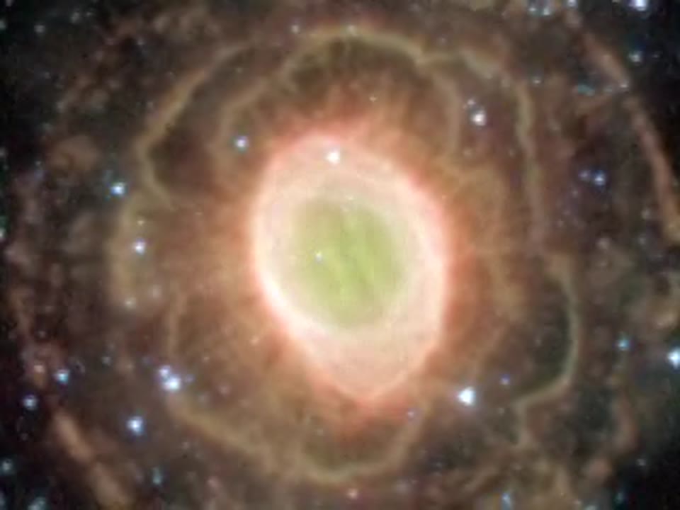 Spitzer's Delicate Ring Flower