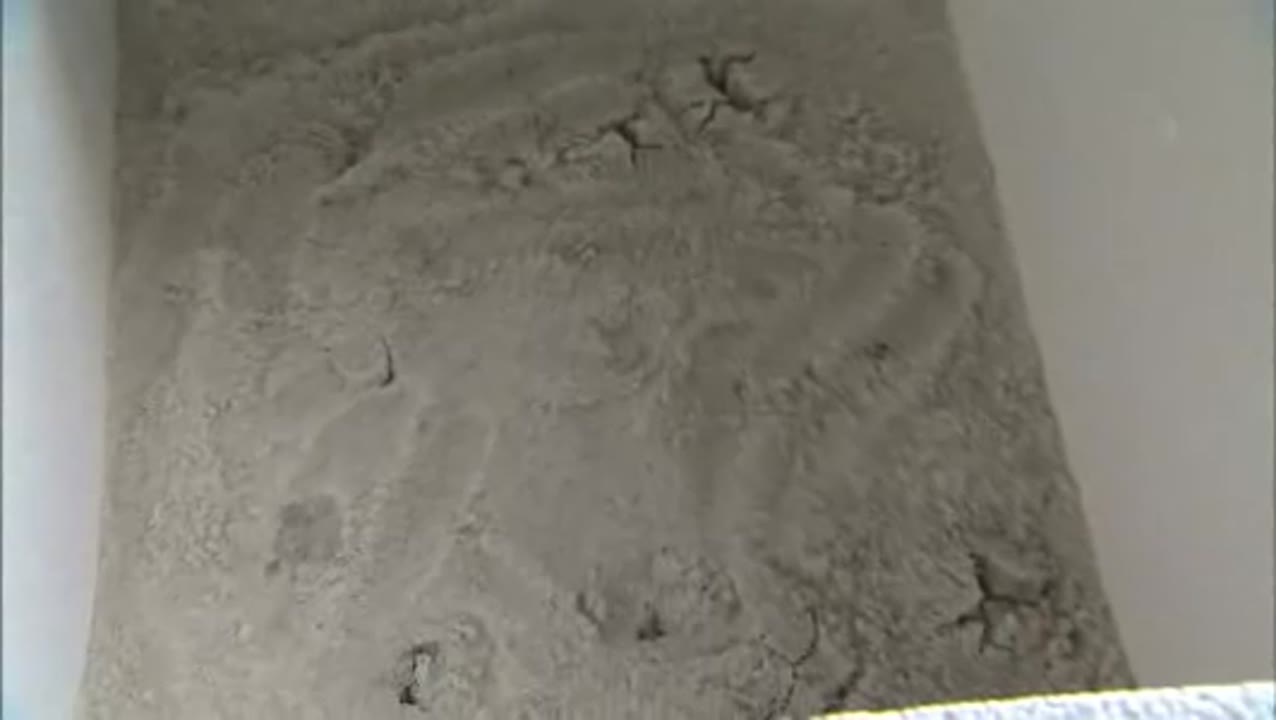 Endangered Turtle Hatchlings Released at Kennedy