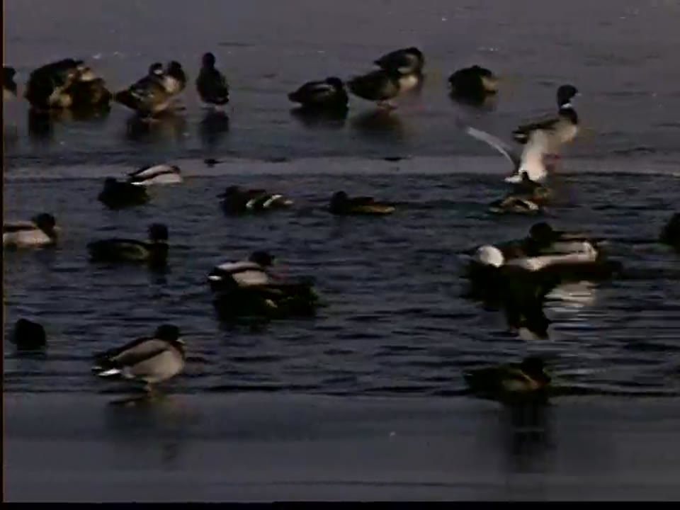 [Duck and Geese on Ice]