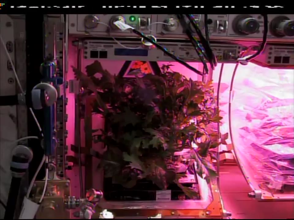 Tingle-VEG-03E-Harvest_DL-5_2018_067_1143_626197.mxf