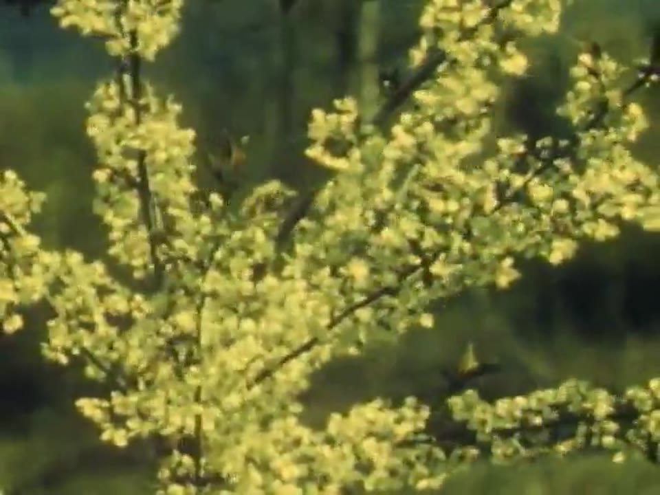 Spring Comes to a Pond