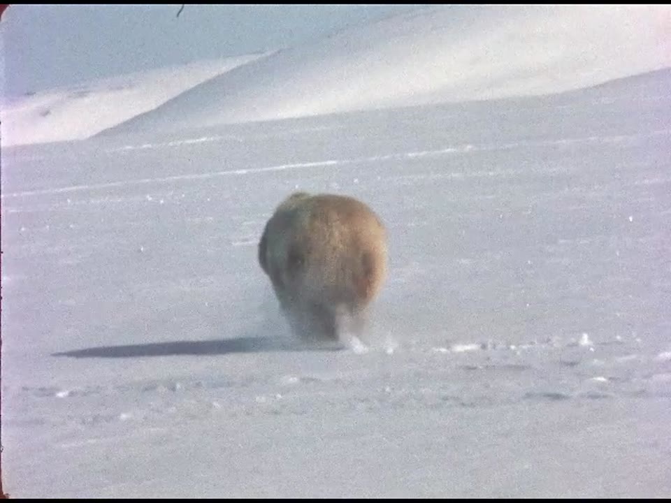 Polar Bear # 3