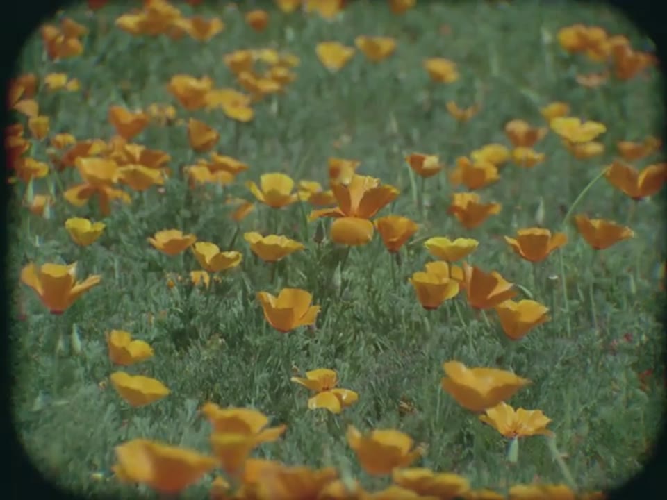 American Choice Outtakes, Reel 6