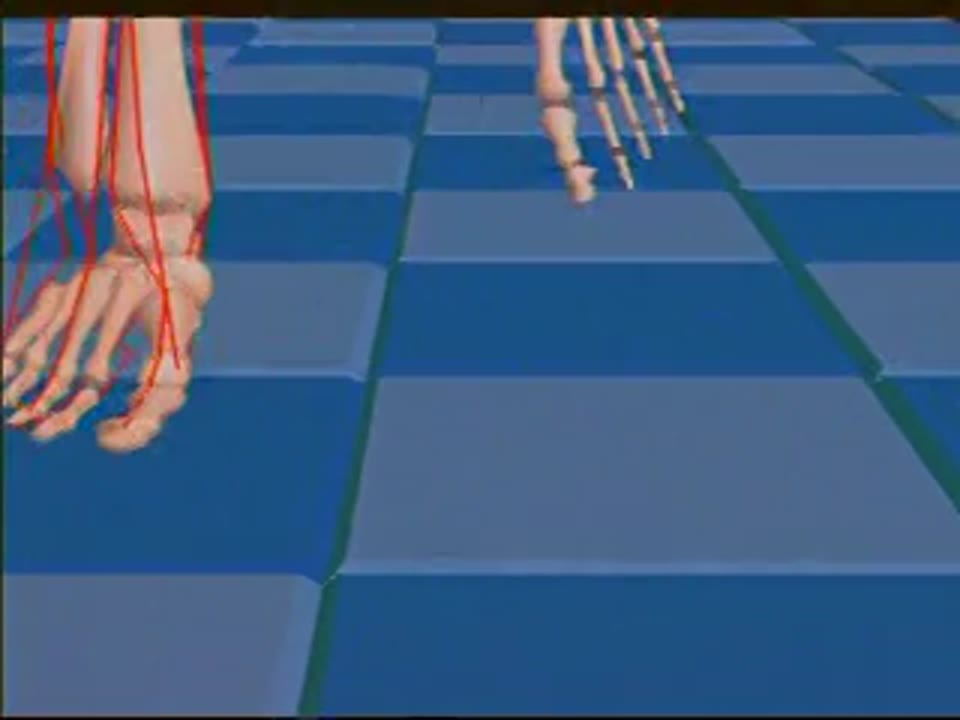 Musculoskeletal Modeling Dynamic Simulations: Walking