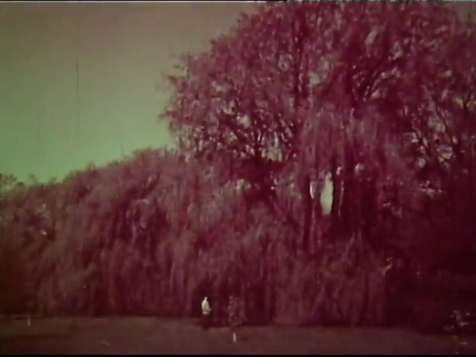 Seasonal Changes in Trees