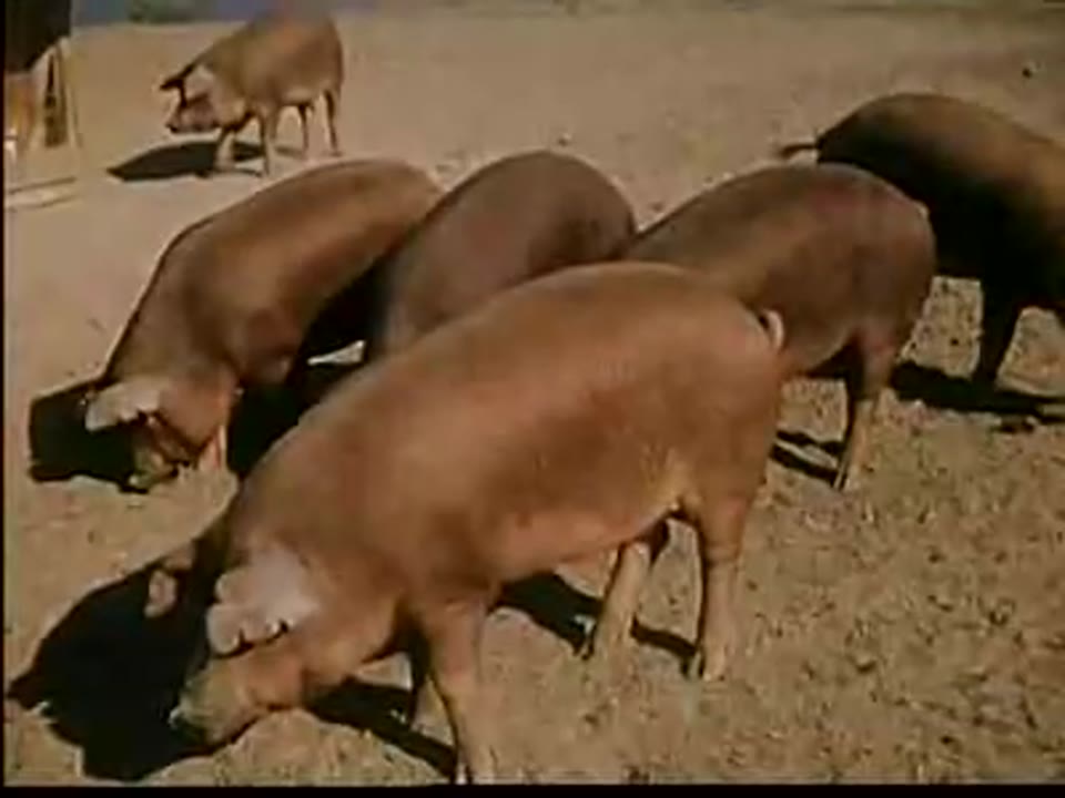 Pig Tales