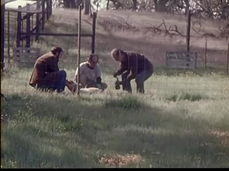 Coyote Behavior: Summer 1978