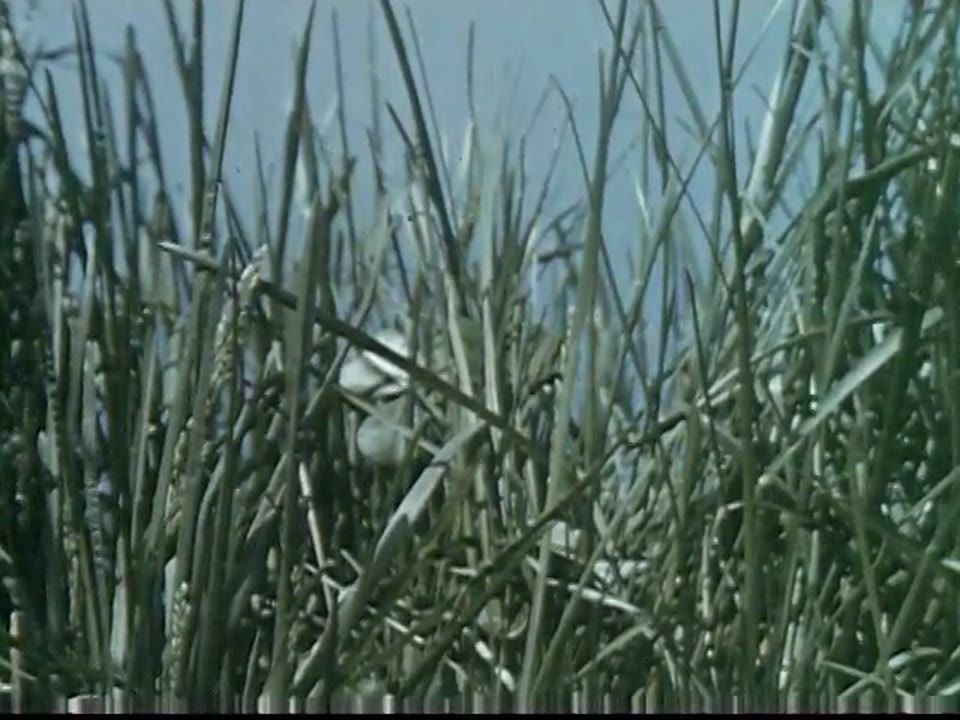 Grass: The Big Story
