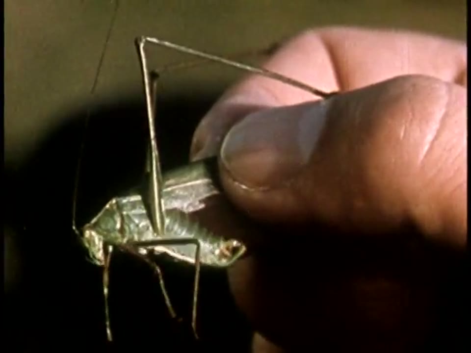 Insect Zoo