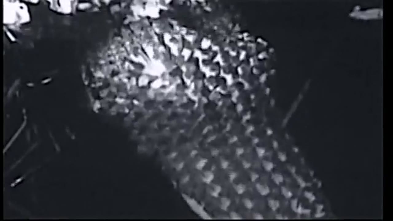 Attack Of The Giant Leeches