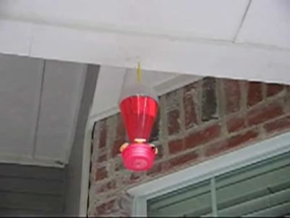 Hummingbird Fantasy