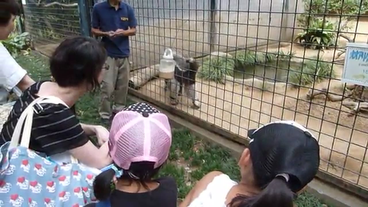 Feeding Anteater