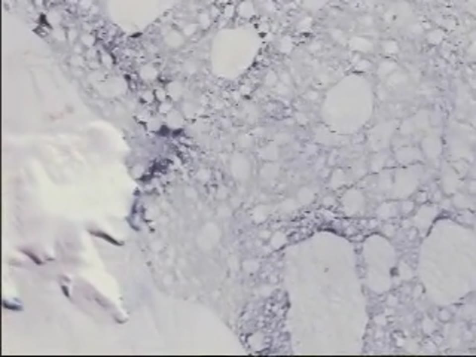 Larsen Ice Shelf Pan