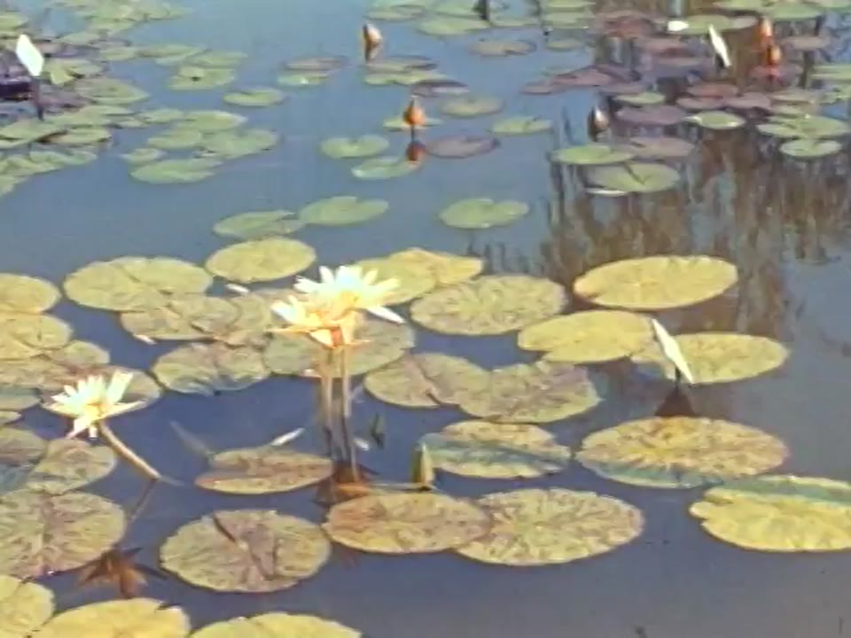 [Amateur film: The World's Fair: August 1940]