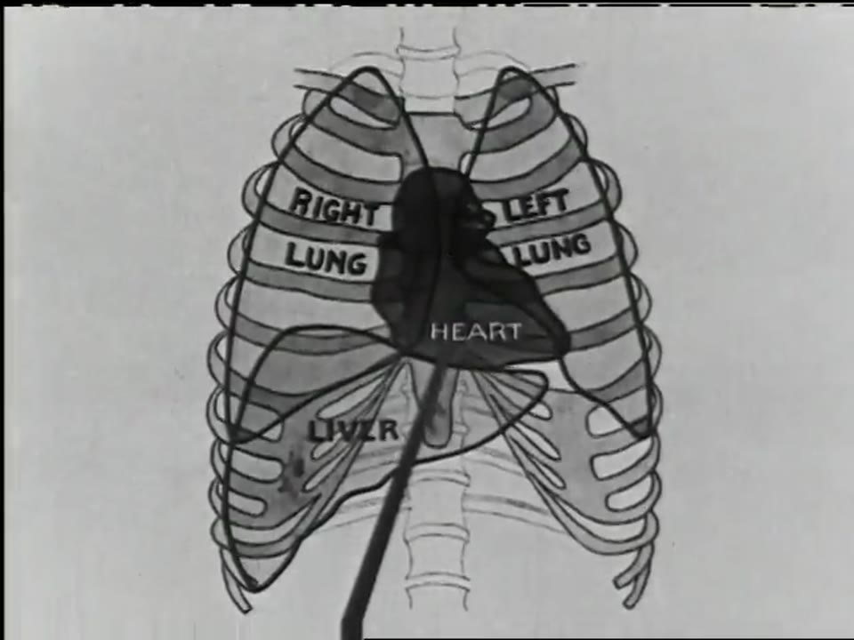 Action of the Human Heart