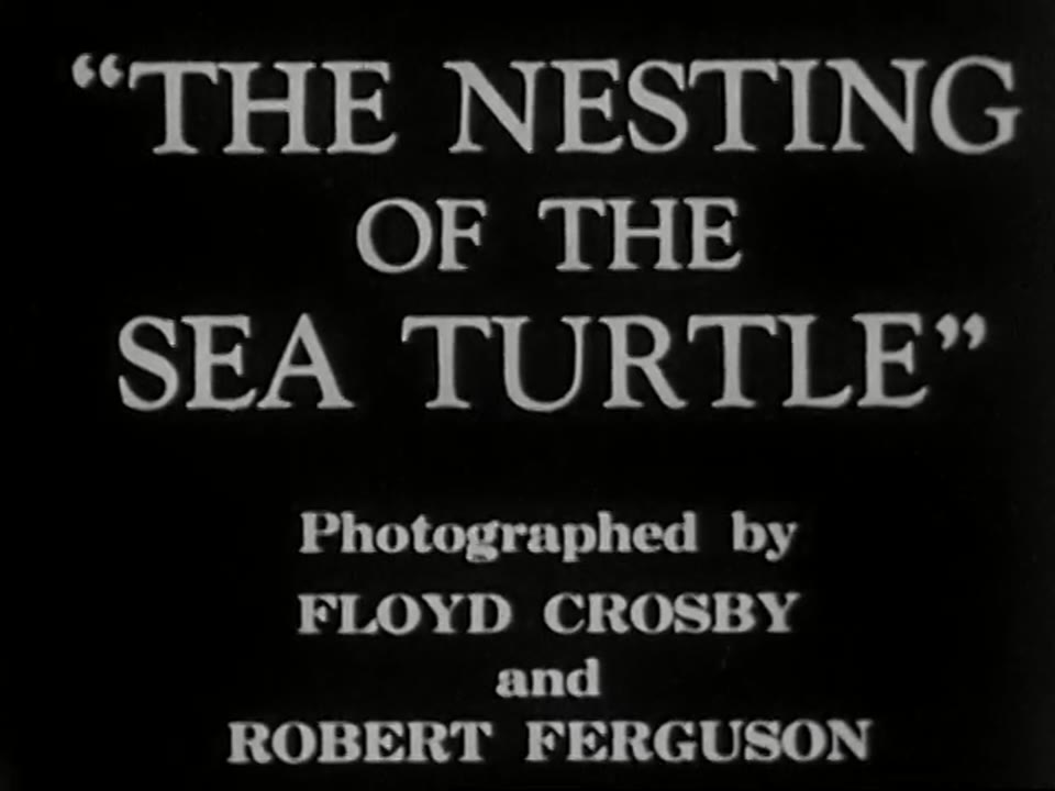 Nesting Of The Sea Turtle
