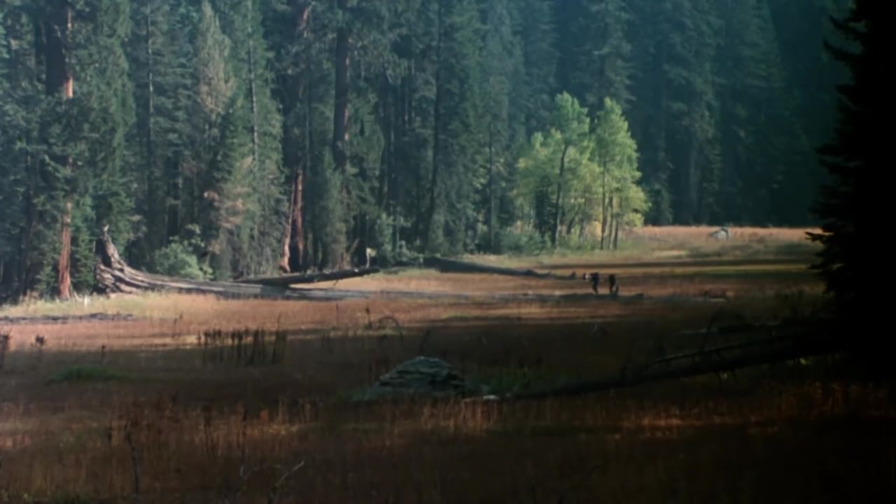 The Forest (1982)