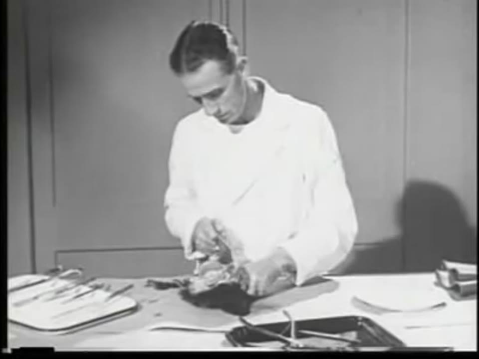 Laboratory Diagnosis of Rabies, The