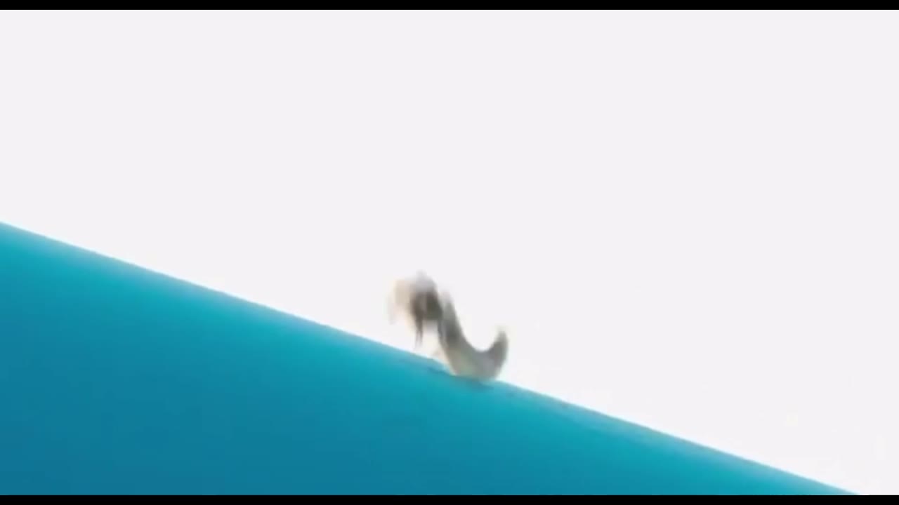 The Peanuts Movie (2015)