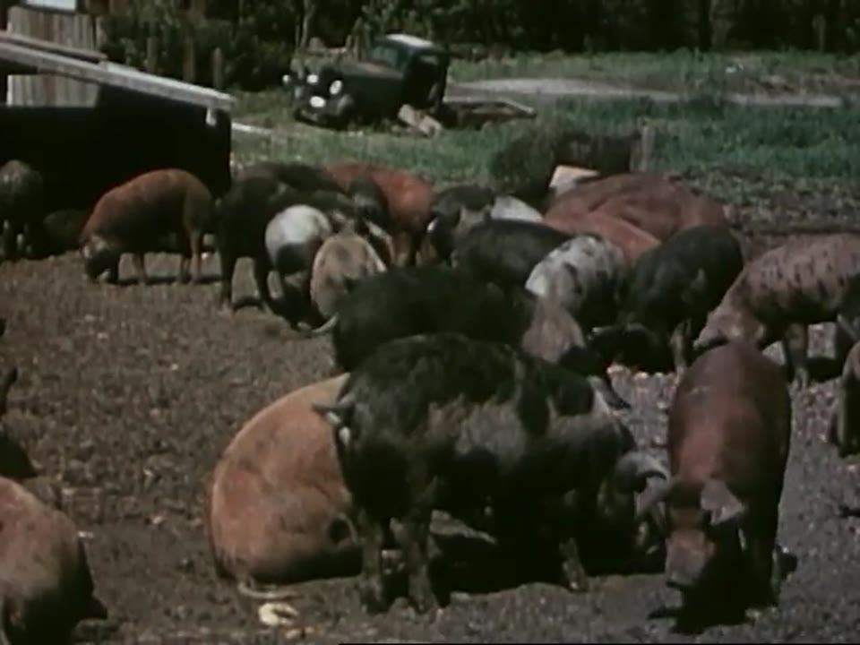 Trichinosis