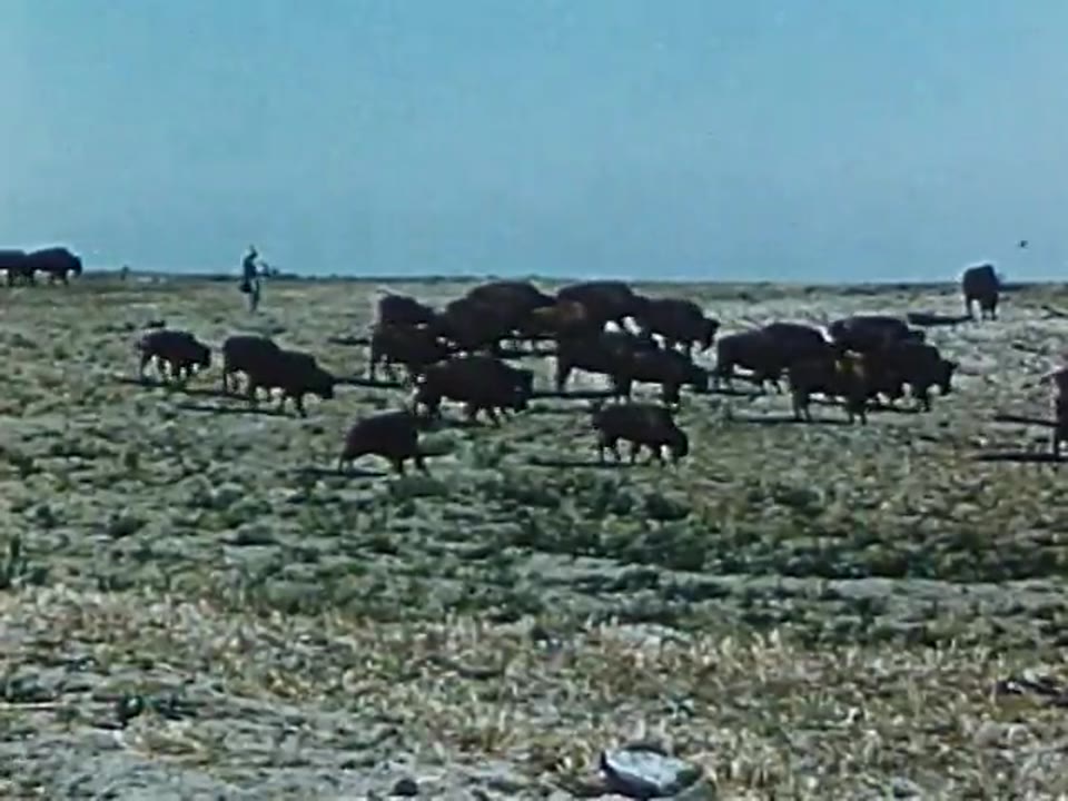 Billie, the Buffalo Baby