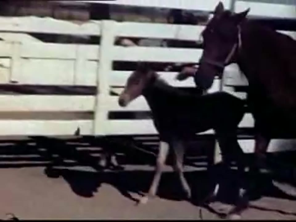 Home Movies: Wathen Collection: Nevada and California