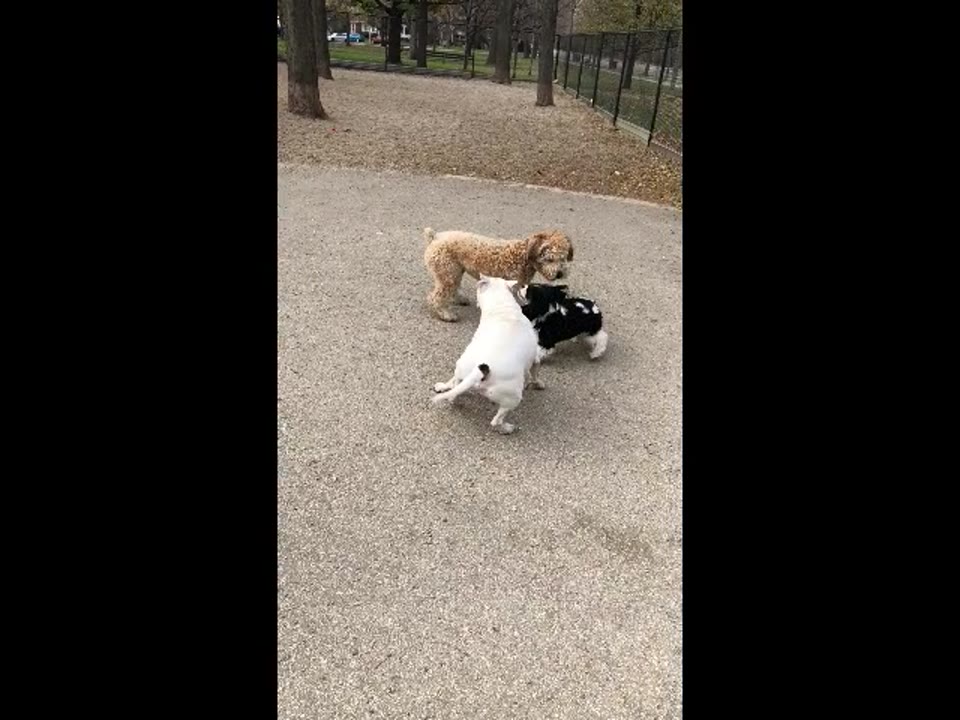 The Dog