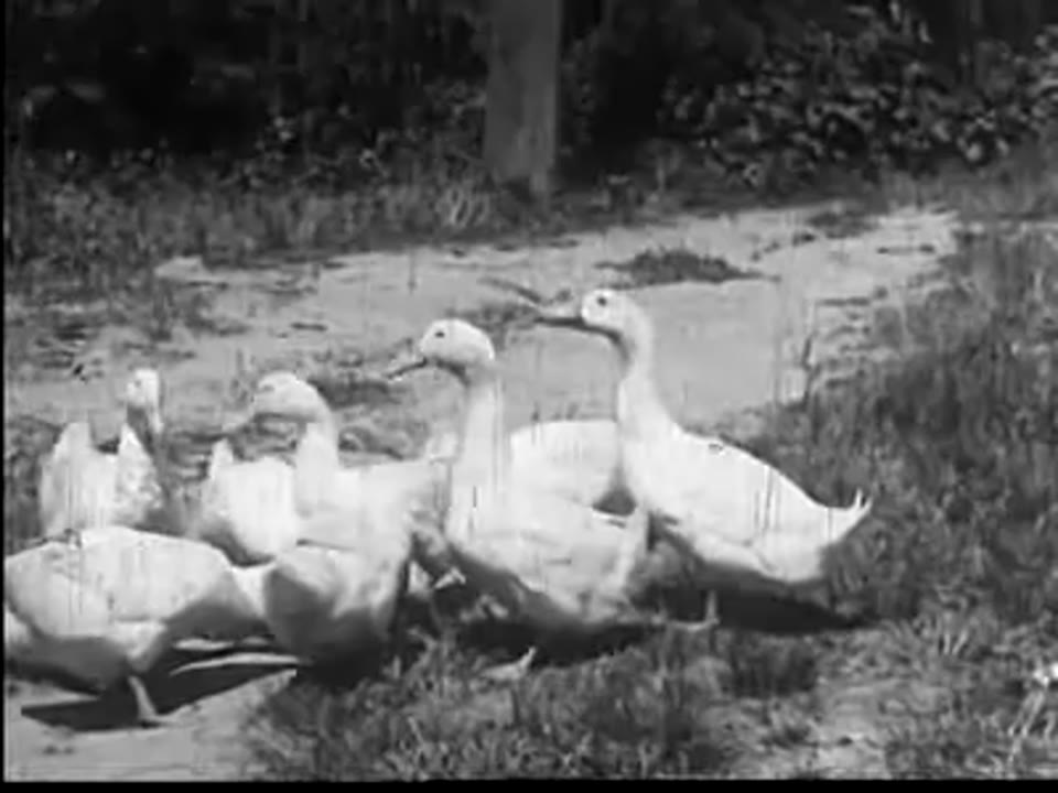 Duck Farming