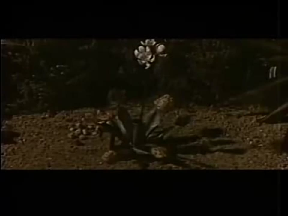 The Day of the Triffids