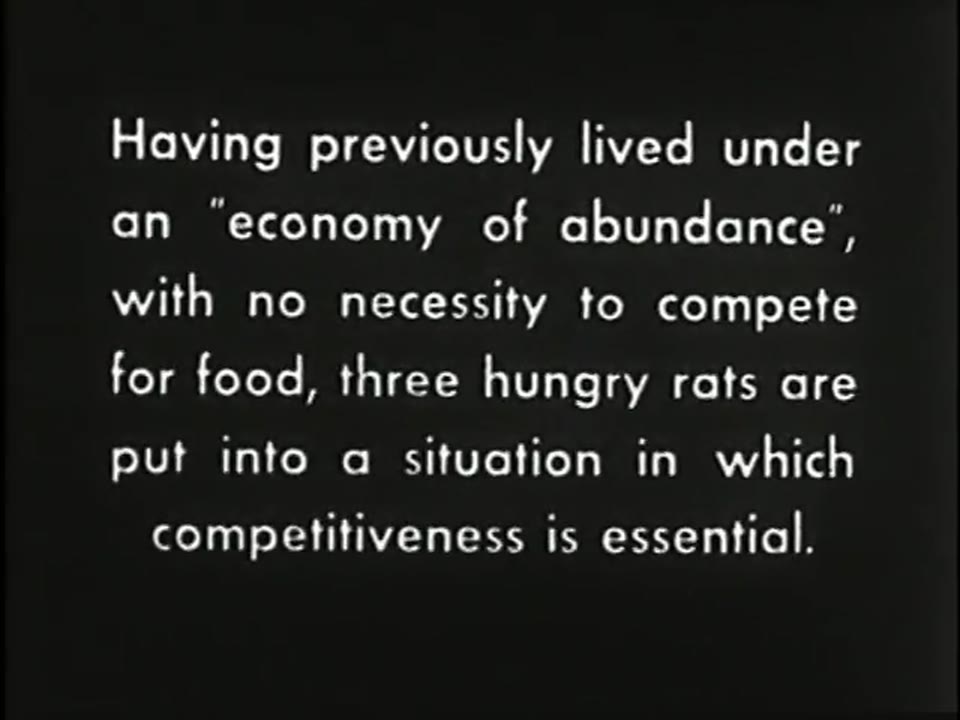 Competition and Dominance Hierarchies in Rats