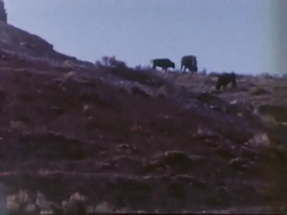 [Home Movies: West, Disneyland]