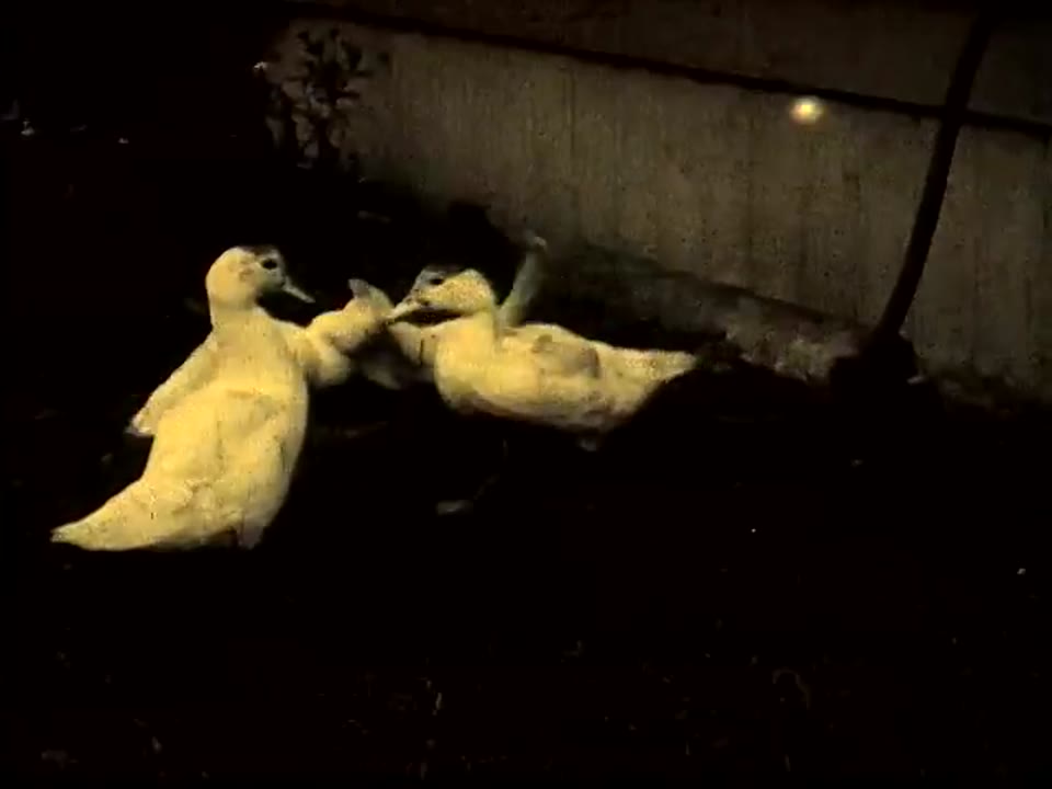 The Kitten And The Ducks