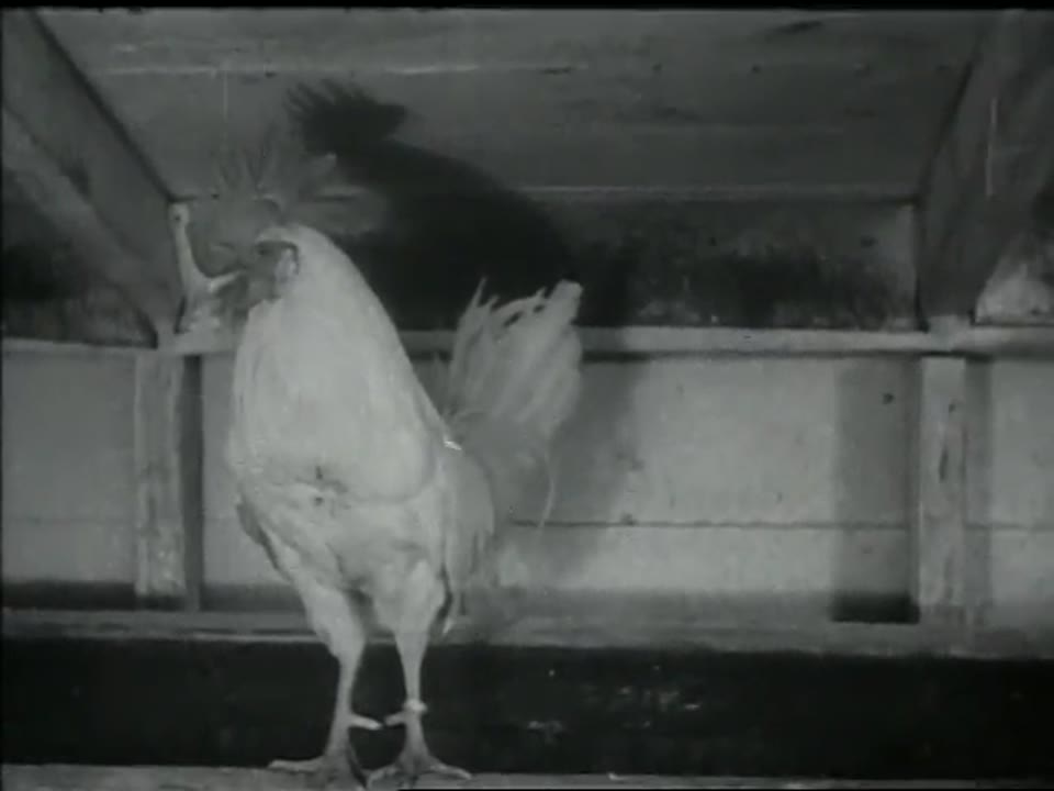 Poultry on the Farm
