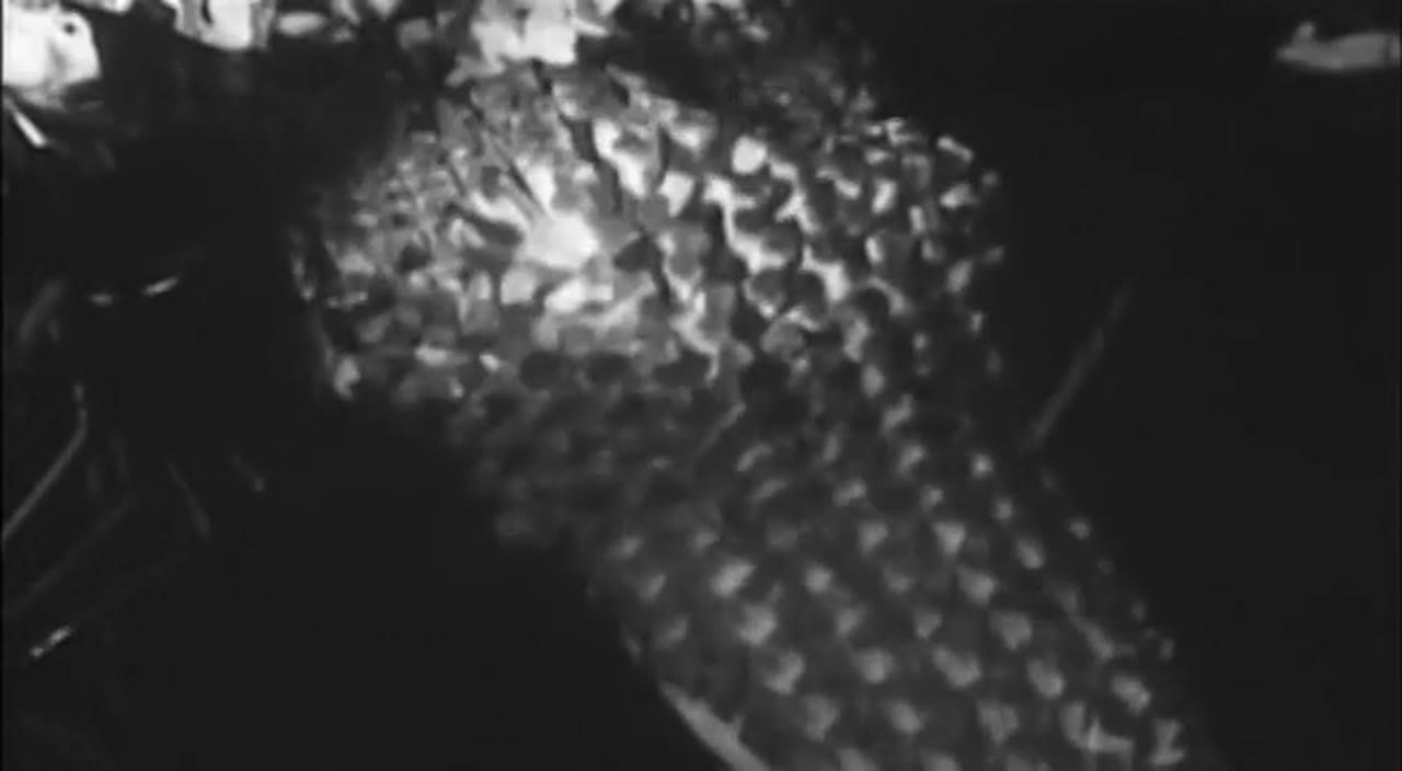 Attack Of The Giant Leeches