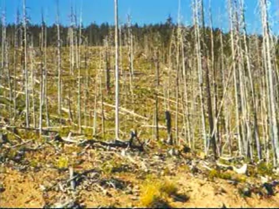 Cut First, Then Fired: Non-commercial Trees Left as They Were