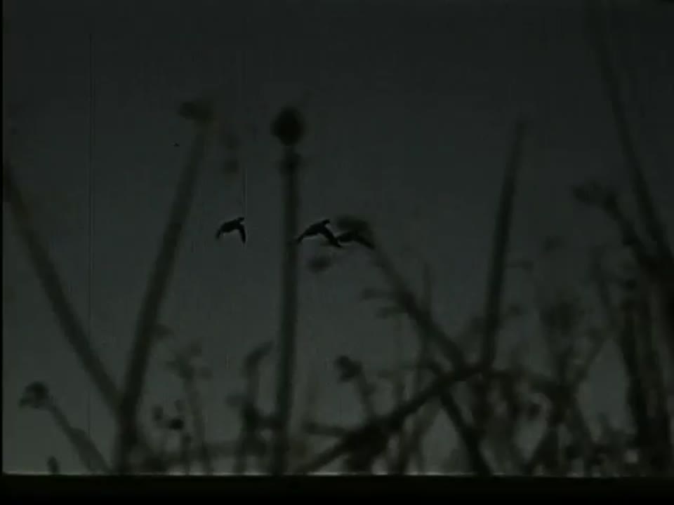 Waterfowl in the Spring
