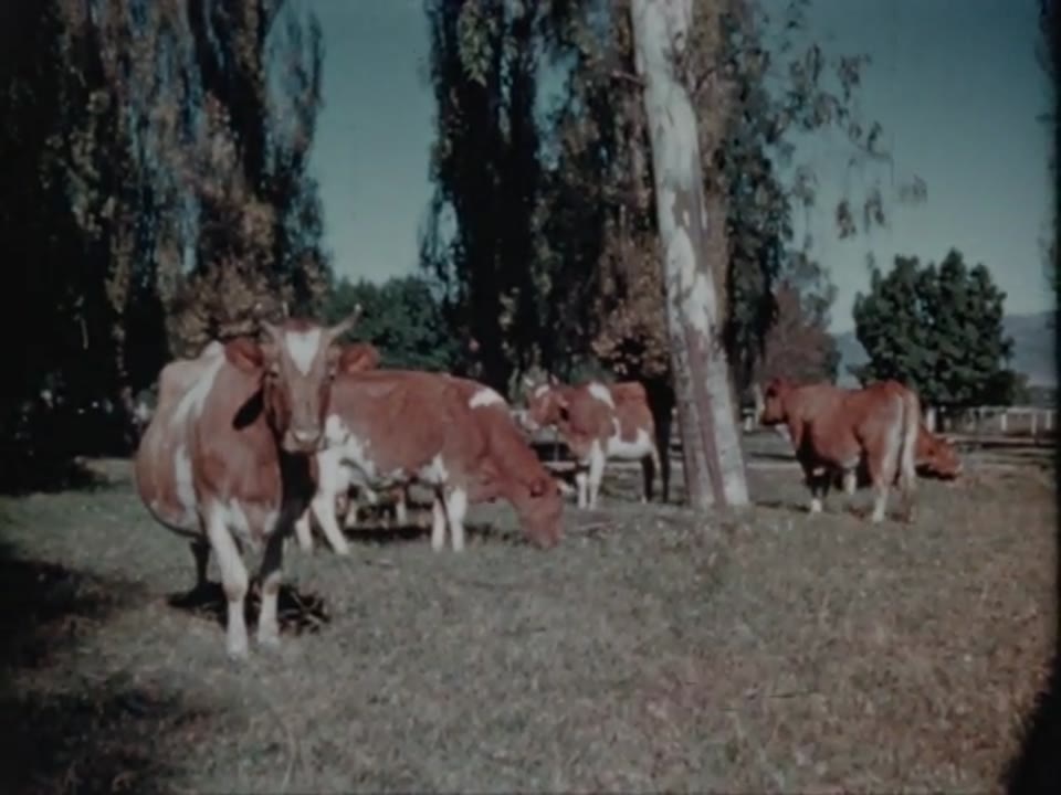 Our Foster Mother, The Cow