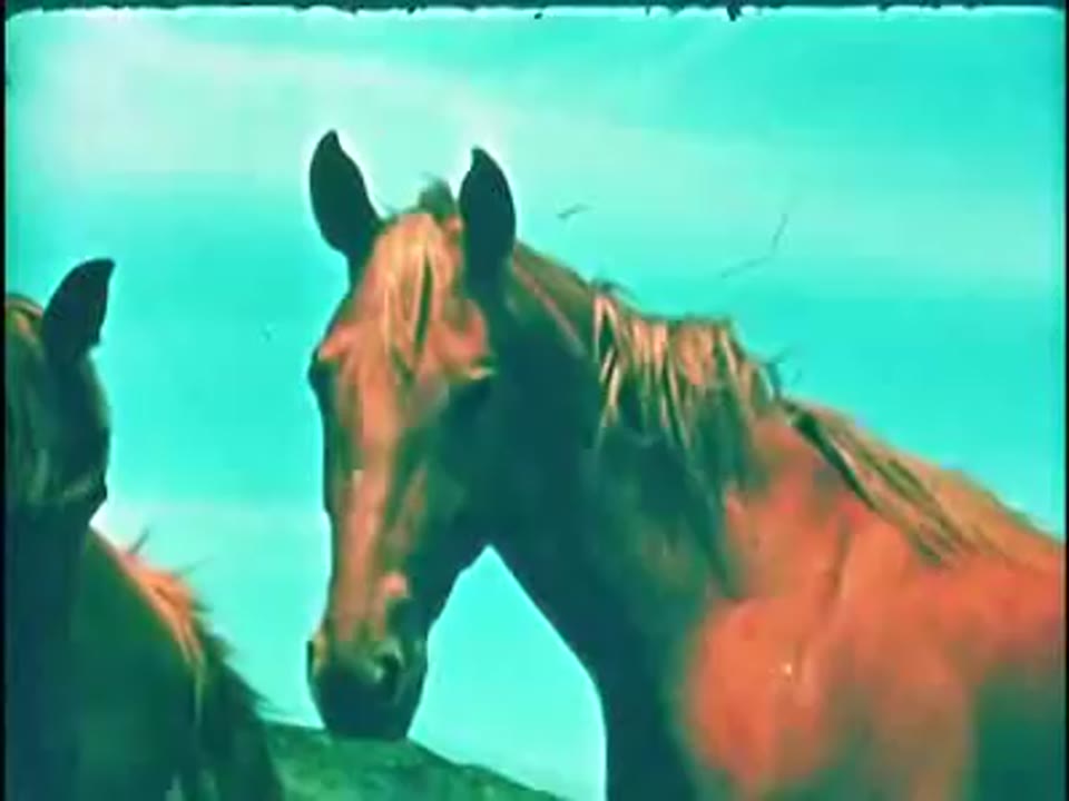 Horse Raising