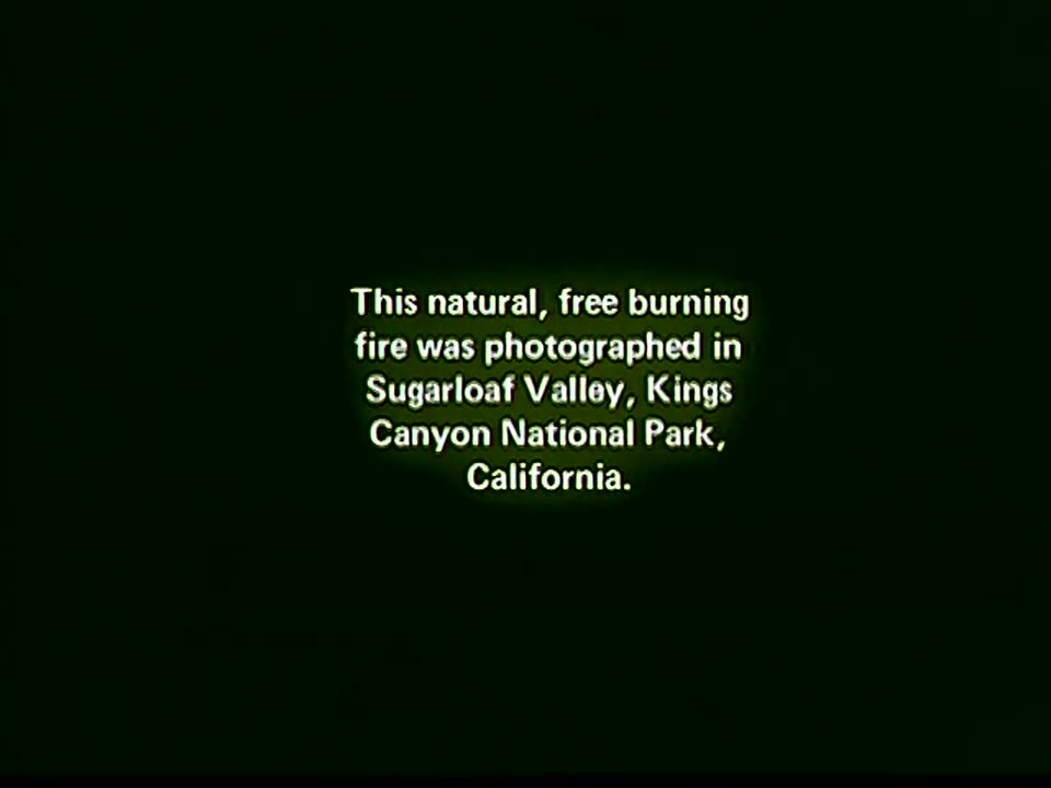 Forest Fire...Naturally!