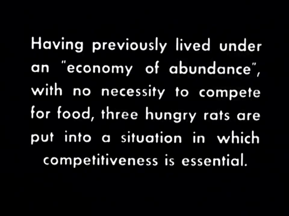 Competition & Dominance: Hierarchies in Rats