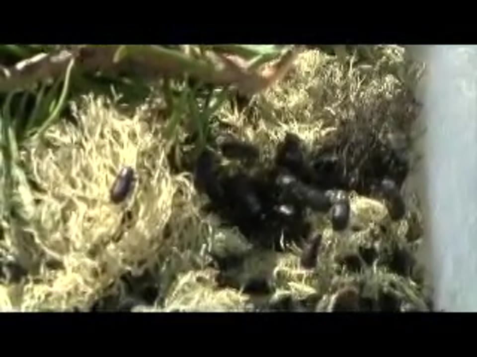 Wildfire and Pine Beetles