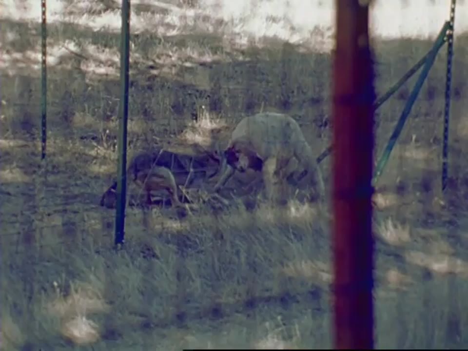 Coyote 1 Lamb 0