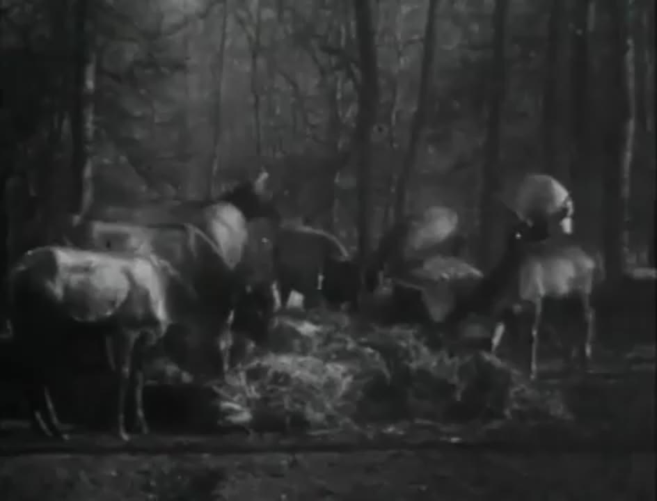 The Night Before Christmas (1905) Directed By Edwin S. Porter